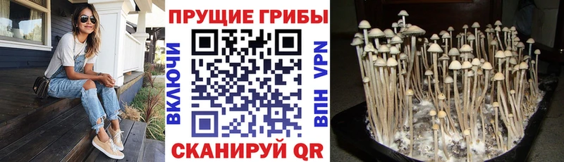 Псилоцибиновые грибы Psilocybine cubensis  МЕГА онион  Вихоревка 